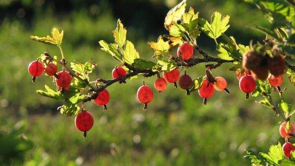 Ribes-Gooseberry-01[1]