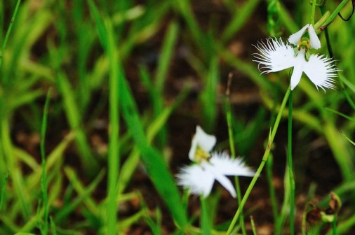 White-egret-flower_01[1]