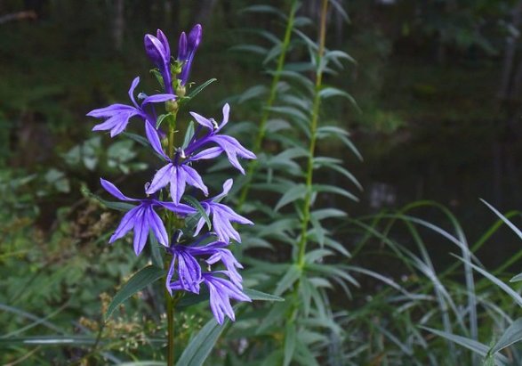 9月22日の誕生花と花言葉です とことこ湘南