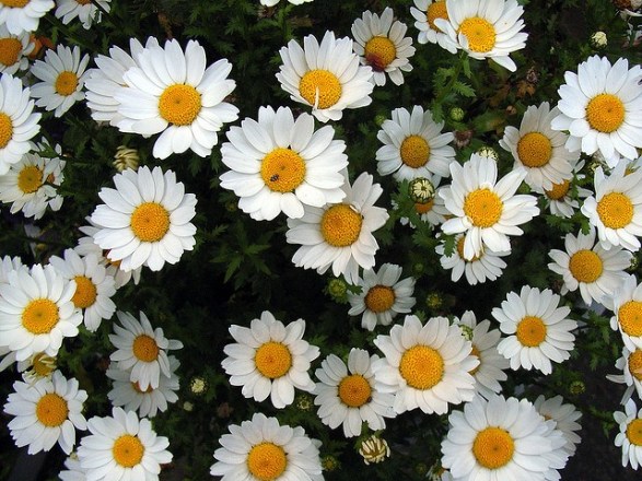 Marguerite_01[1]