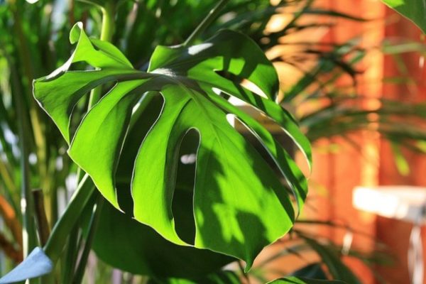 Monstera_01[1]