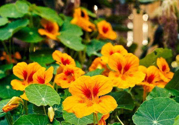 Nasturtium_01[1]