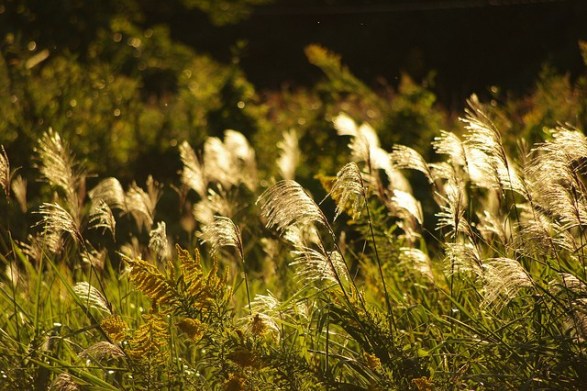 Silver-grass_01[1]