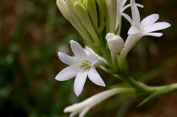 Tuberosa_01[1]