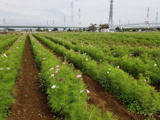 2019年 風に吹かれて コスモスにゆれて･･･♪♪【茅ヶ崎市萩園　コスモス畑一般公開】