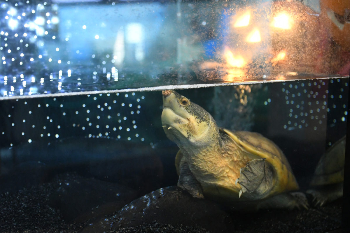 テーマ水槽 えのすいハロウィン サルヴィンオオニオイガメ 新江ノ島水族館 とことこ湘南 テーマ水槽 えのすいハロウィン サルヴィンオオニオイガメ 新江ノ島水族館 とことこ湘南