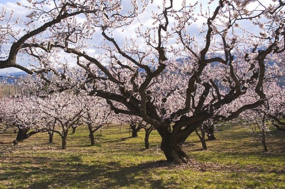 Apricot-blossom_02[1]