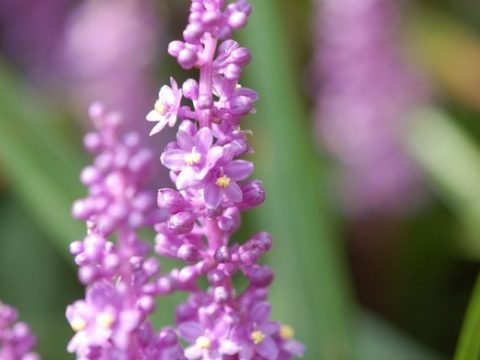 エレガント花 言葉 自信 すべての美しい花の画像 エレガント花 言葉 自信 すべての美しい花の画像
