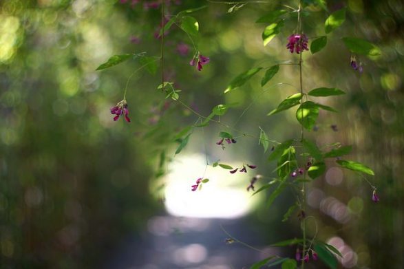 10月1日の誕生花と花言葉です とことこ湘南