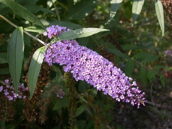 Butterfly-bush-01[1]