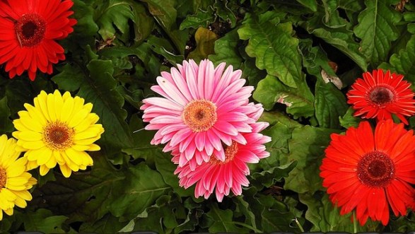 Gerbera_01[1]