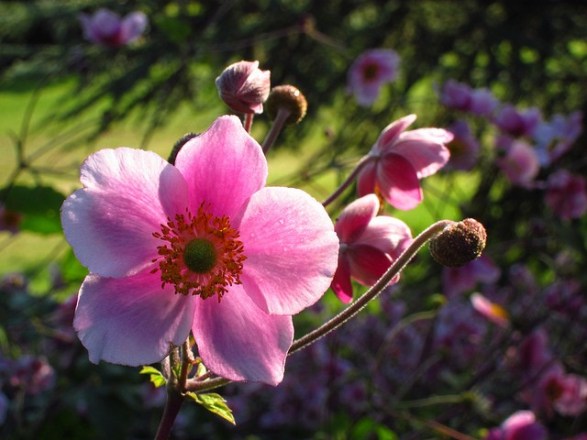 Japanese-anemone_01[1]