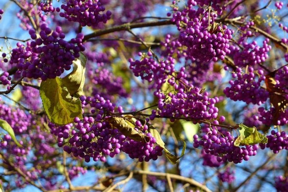 Japanese-beautyberry-02[1]