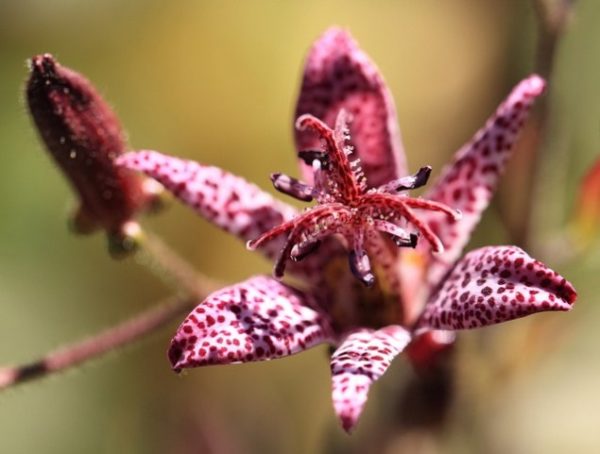 Toad-lily_01[1]