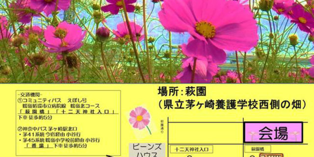 コスモスまつり