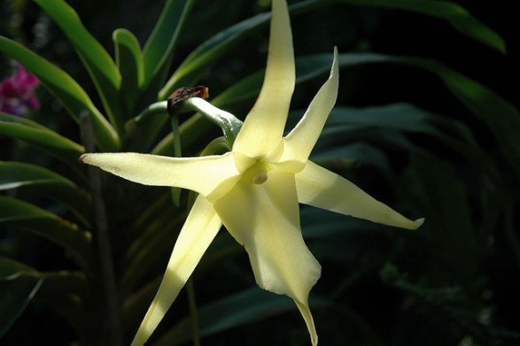 Angraecum_01[1]