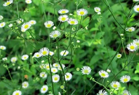 すべての美しい花の画像 ラブリー12 月 28 日 誕生 花