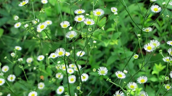 Annual-fleabane_01[1]