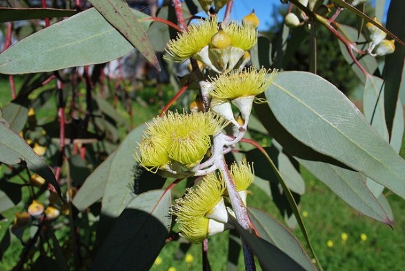 Eucalyptus_01[1]