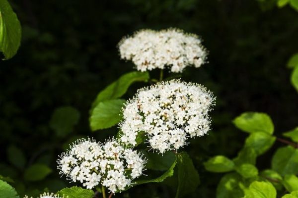 Linden-viburnum_01[2]