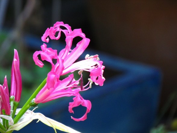 Nerine_01[1]