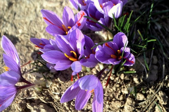 Saffron-crocus_01[1]