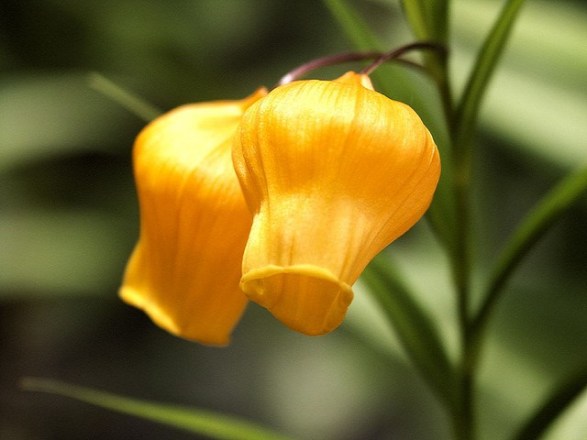 Sandersonia_01[1]