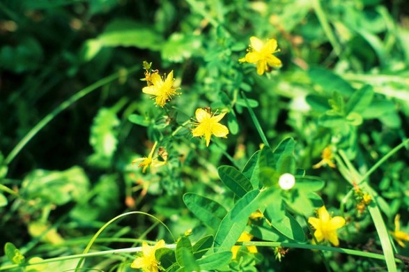 St.-Johns-wort_01[1]