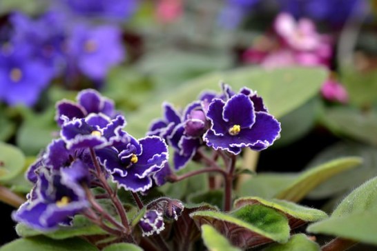 African-violet_01[1]