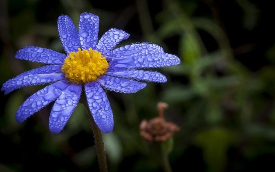 Blue-daisy_01[1]