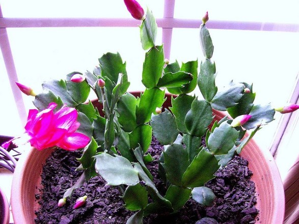 Christmas-cactus_01[1]