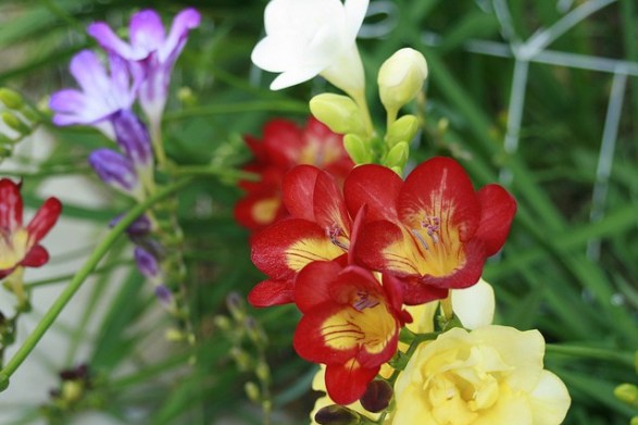 Freesia[1]