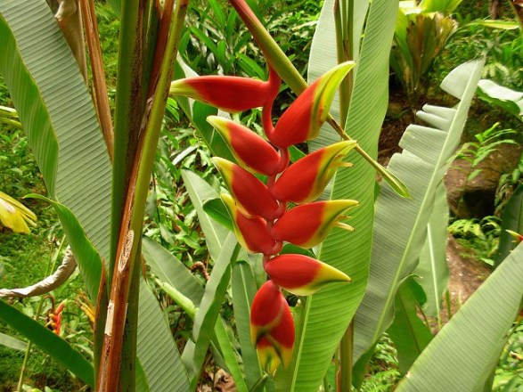 Heliconia-rostrata[1]