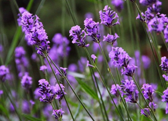 Lavender_01[1]