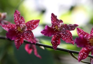 Odontoglossum-01[1]