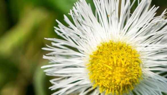 Philadelphia-fleabane_02[1]