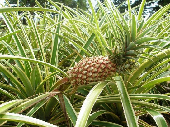 Pineapple_01[1]