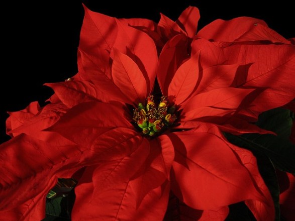 Poinsettia_01[1]