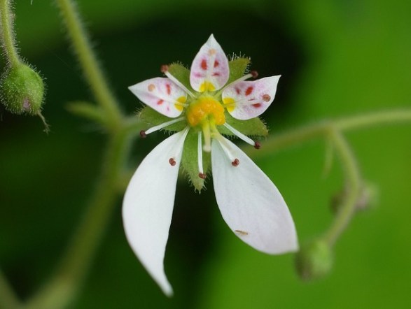 Strawberry-Saxifrage_01[1]