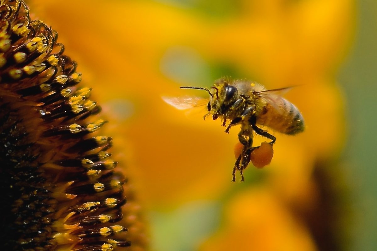 花粉を運ぶ蜂