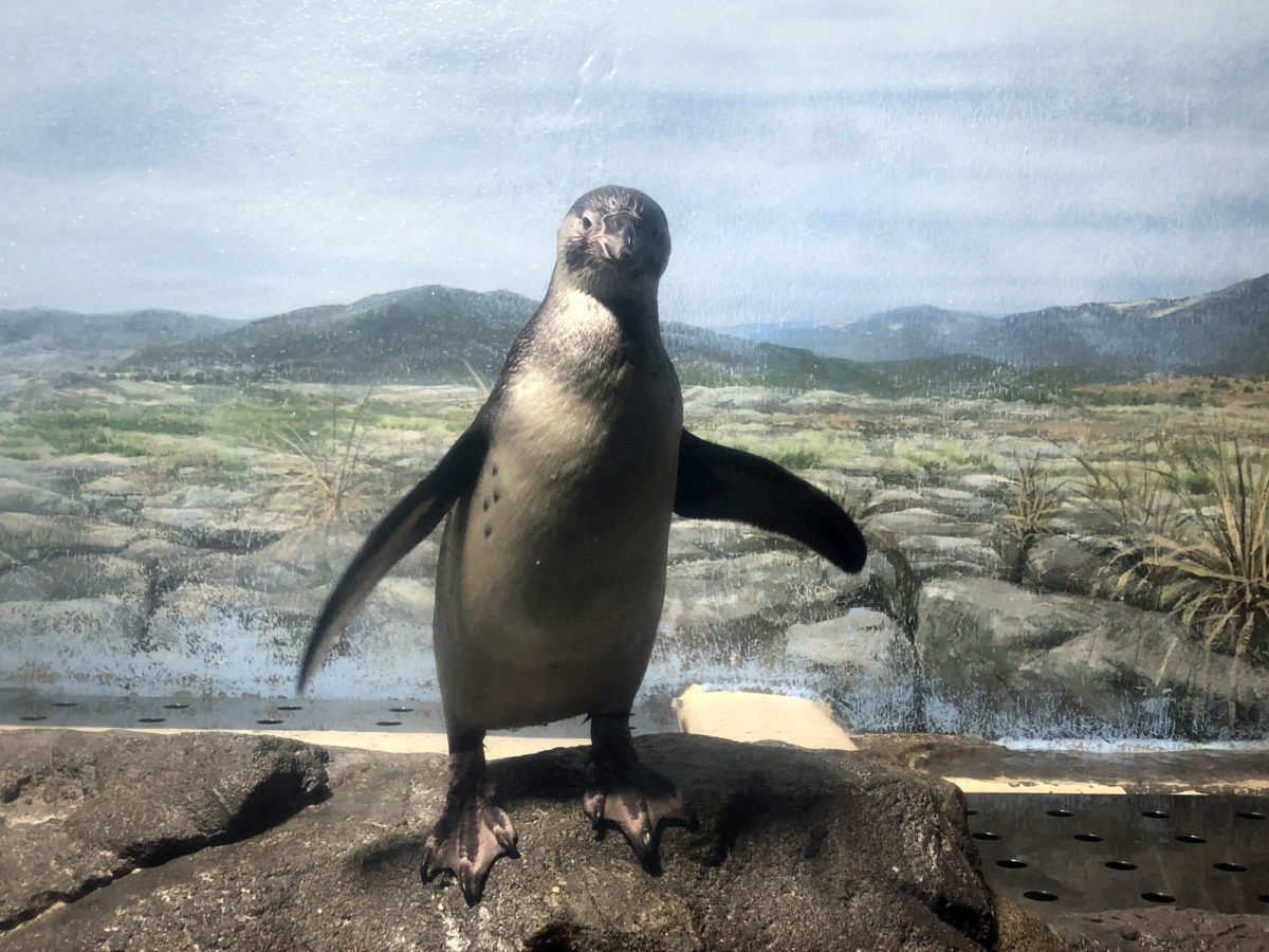 2019年5月に誕生したフンボルトペンギン愛称募集！ 新江ノ島水族館