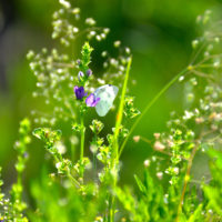 菜の花と蝶