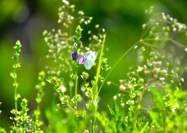 菜の花と蝶