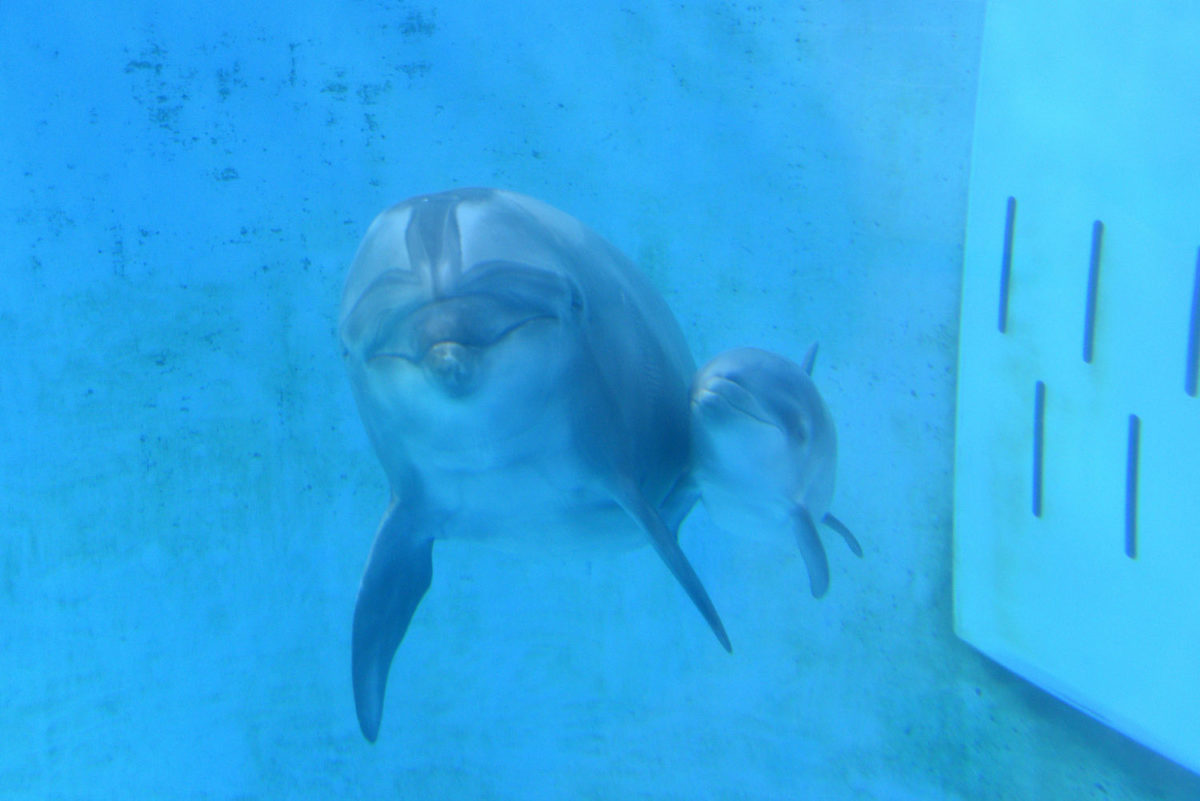 新江ノ島水族館初　4月21日(火)人工授精でバンドウイルカの赤ちゃん誕生！