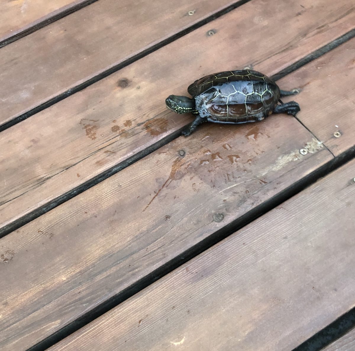 とこ湘blog 新しい家族 とことこ湘南 とこ湘blog 新しい家族 とことこ湘南