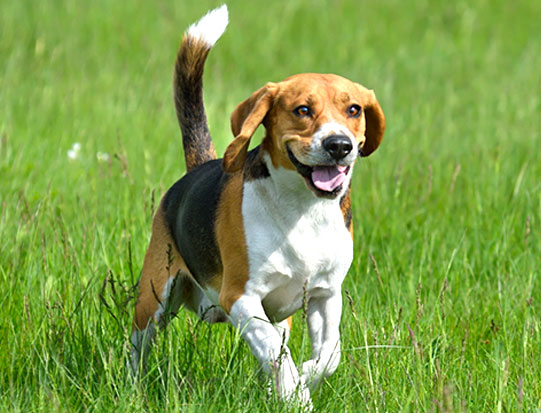 dog_beagle