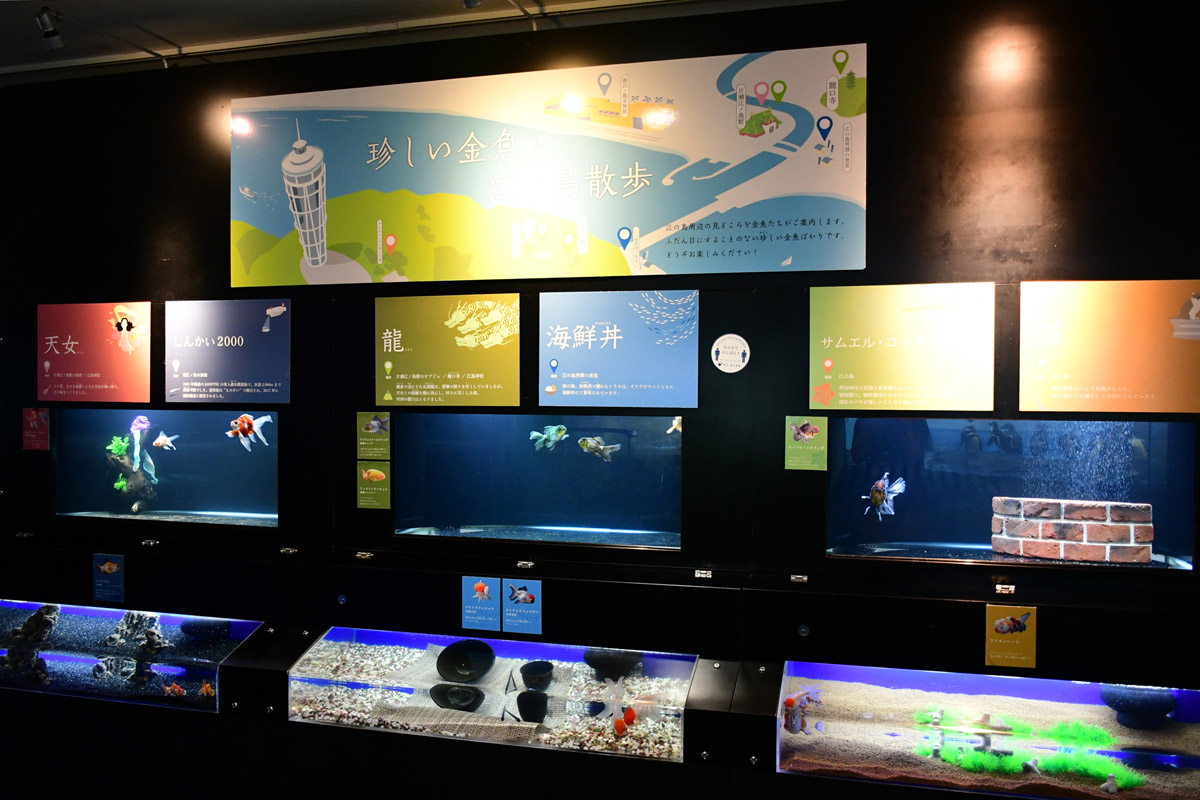 7月はテーマ水槽「珍しい金魚と江の島散歩」を展示♪ 新江ノ島水族館