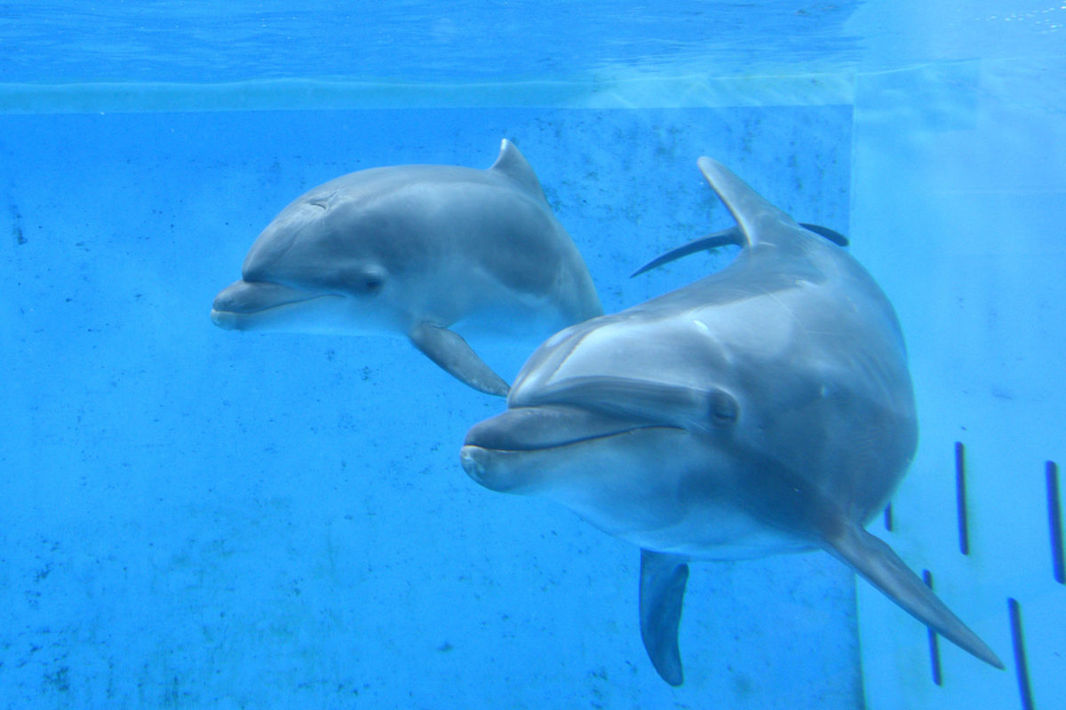 新 江ノ島 水族館