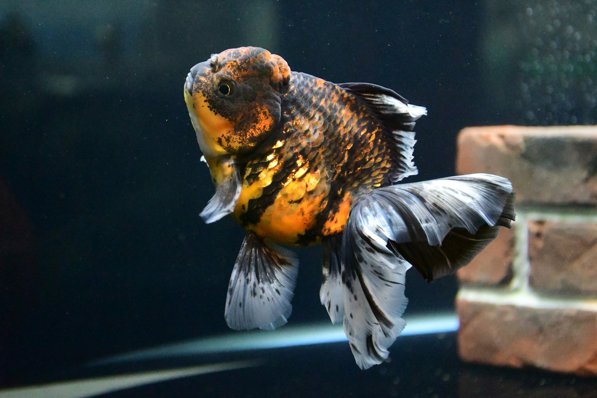 7月はテーマ水槽「珍しい金魚と江の島散歩」を展示♪ 新江ノ島水族館