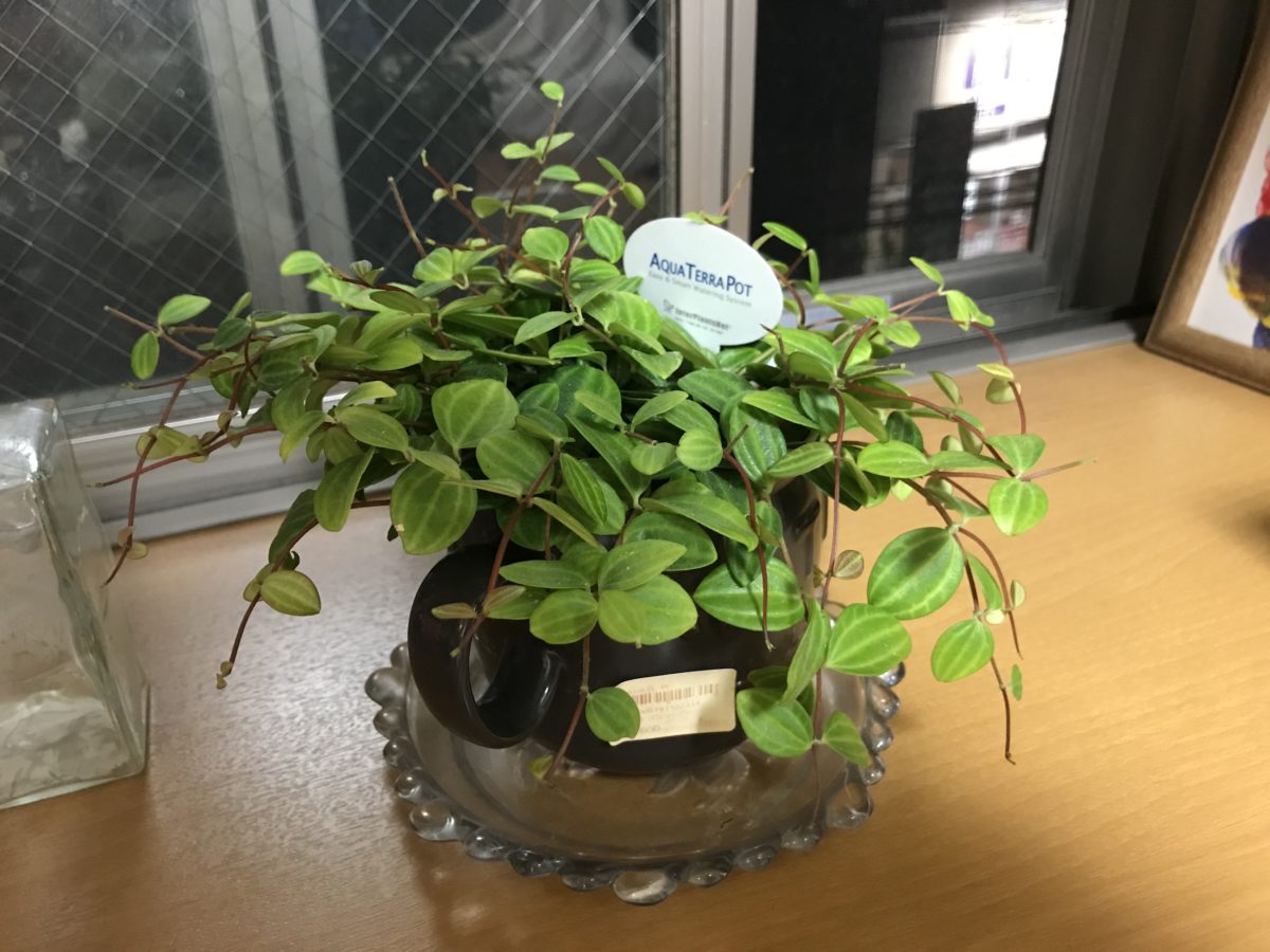 自分が感じだ気持ちに従おう とことこ湘南